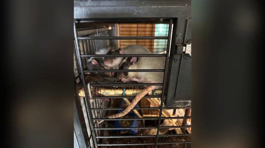  Florida woman arrested after child, multiple animals found in deplorable conditions inside her home