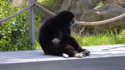 Zoo welcomes newborn white-handed gibbon after highly anticipated arrival