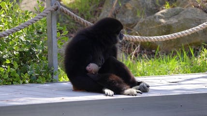 Zoo welcomes newborn white-handed gibbon after highly anticipated arrival