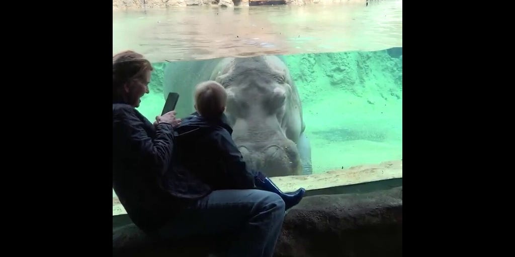 Young zoo visitor shares adorable face-to-face moment with curious hippo