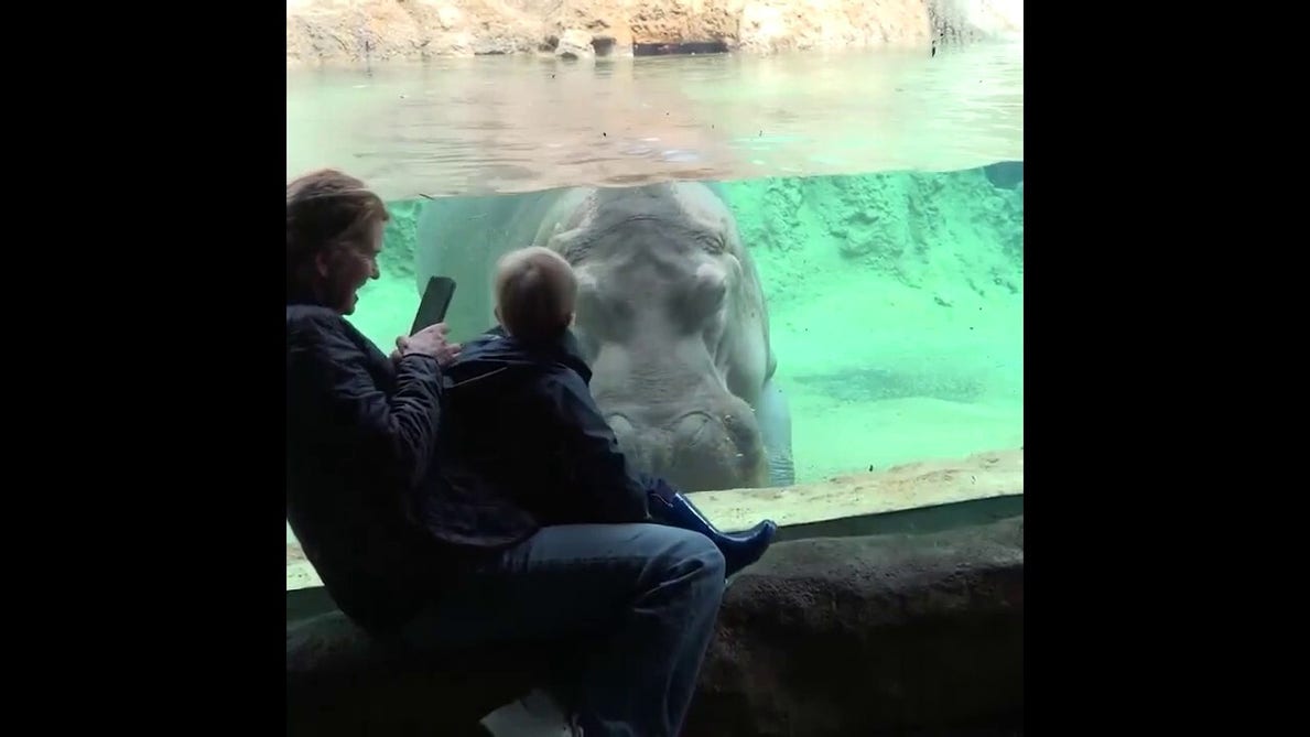 Young zoo visitor shares adorable face-to-face moment with curious hippo