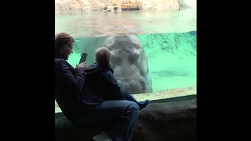 Young zoo visitor shares adorable face-to-face moment with curious hippo