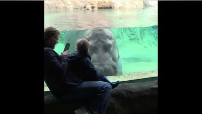 Young zoo visitor shares adorable face-to-face moment with curious hippo - Fox News