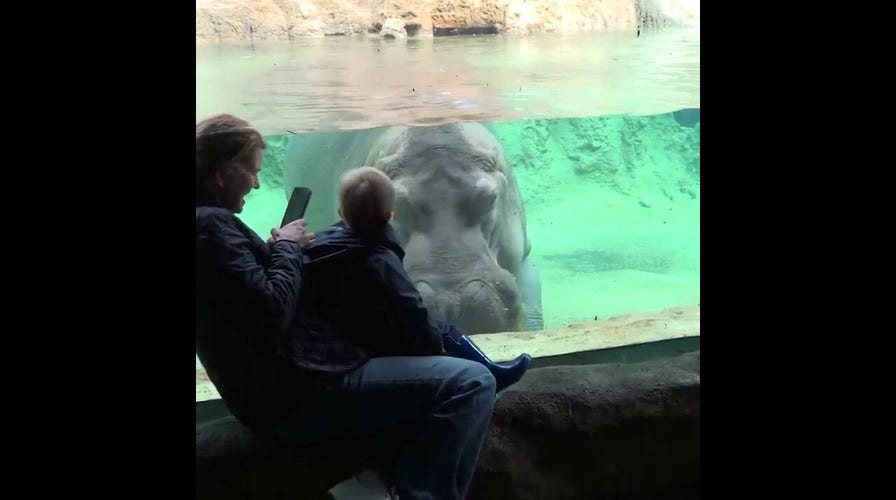 Young zoo visitor shares adorable face-to-face moment with curious hippo