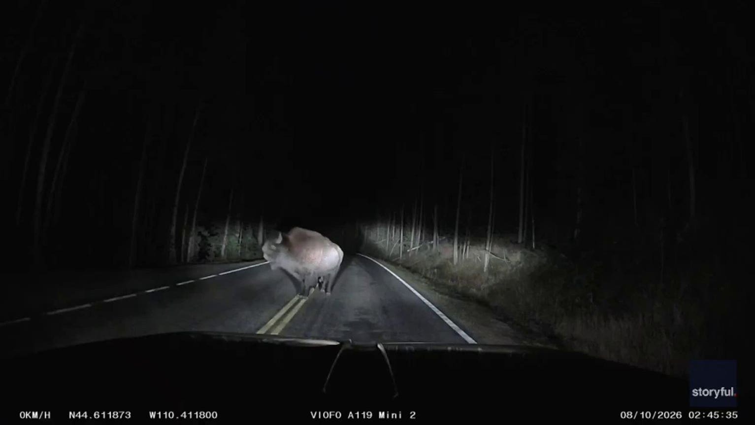 Bison charges pickup truck in terrifying late-night Yellowstone encounter