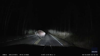 Bison charges pickup truck in terrifying late-night Yellowstone encounter