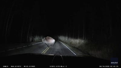 Bison charges pickup truck in terrifying late-night Yellowstone encounter