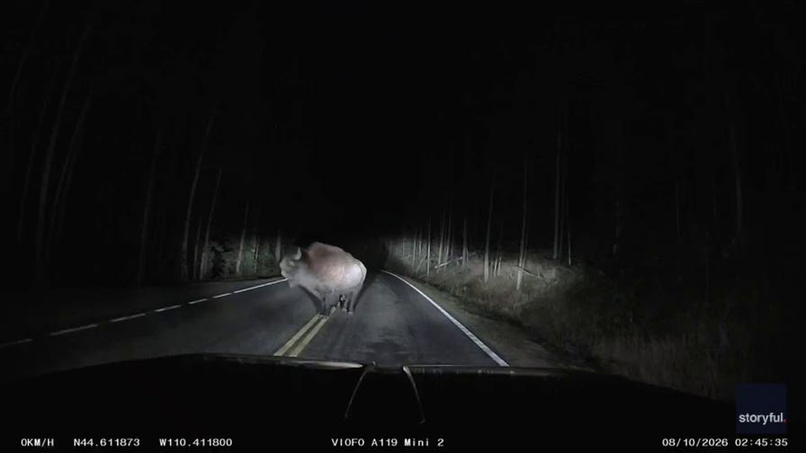 Bison charges pickup truck in terrifying late-night Yellowstone encounter