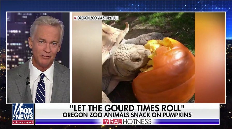 Zoo animals chomp down on festive pumpkins in viral video 
