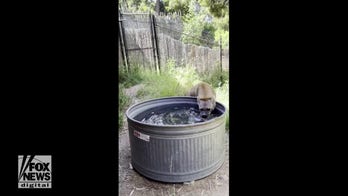 Hyena bobs for sweet potatoes at California zoo