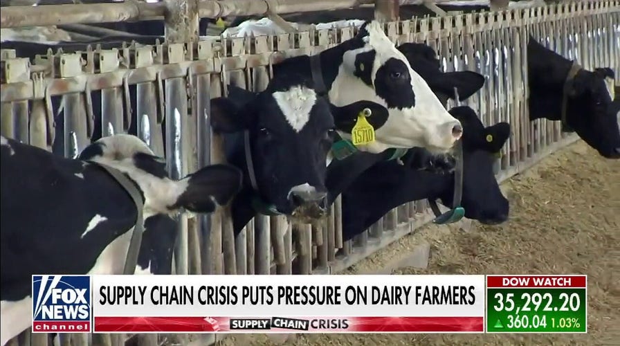 Supply chain crisis squeezing dairy farmers
