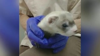 How cloning is being used to save animals from extinction - Fox News