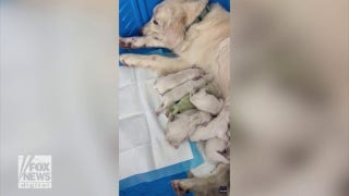 Florida puppy named 'Shamrock' born with green fur - Fox News
