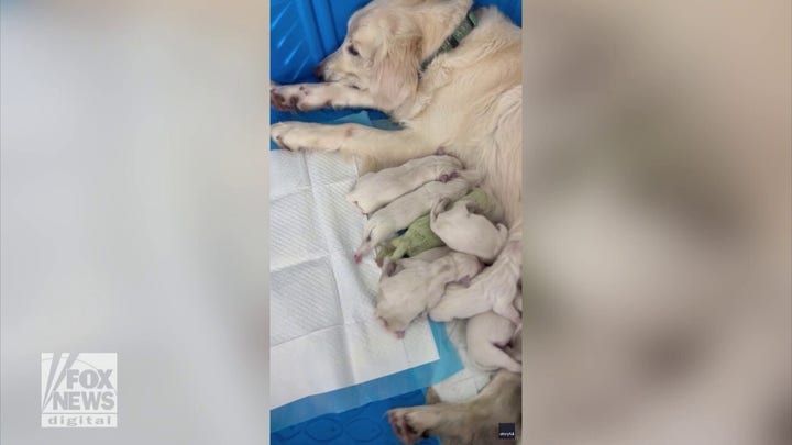 Florida puppy named 'Shamrock' born with green fur