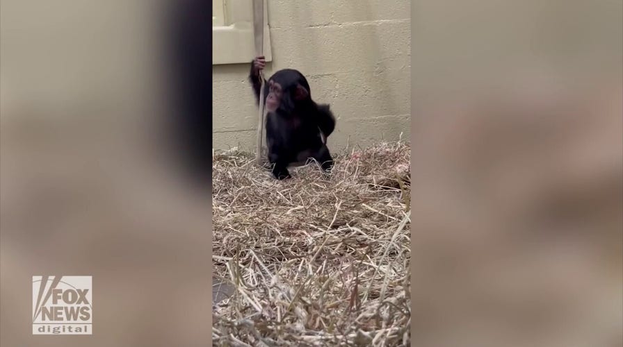 Baby chimp enjoys bucket o' fun!