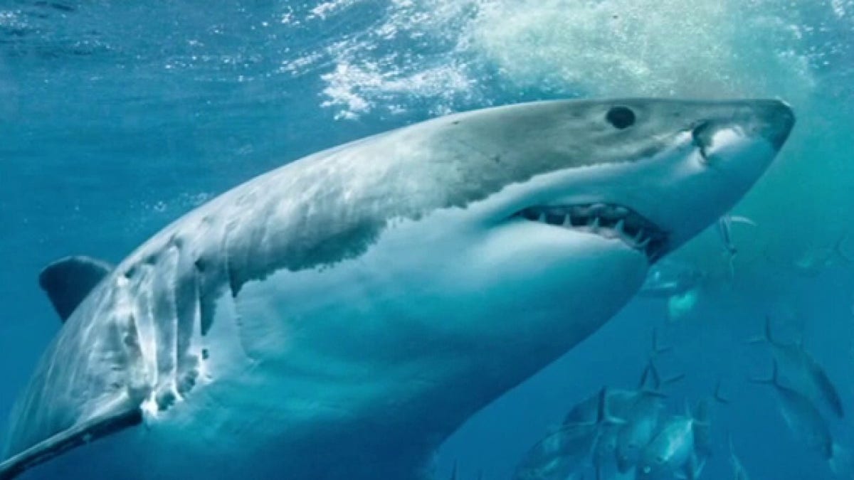 Experts puzzled over photo of humanoid Australian shark