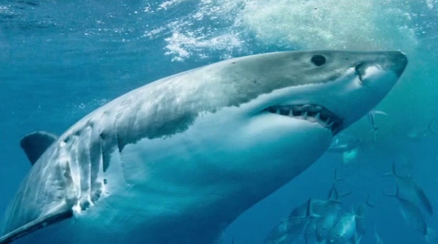 Experts push to change perception on sharks, dangers associated