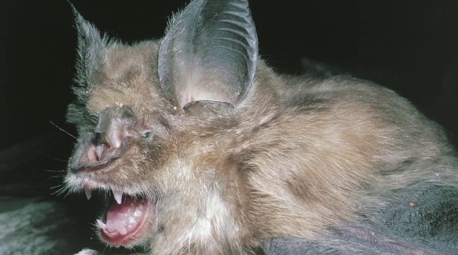 Tucker: Does Chinese scientific paper hold clue about origins of coronavirus pandemic?	