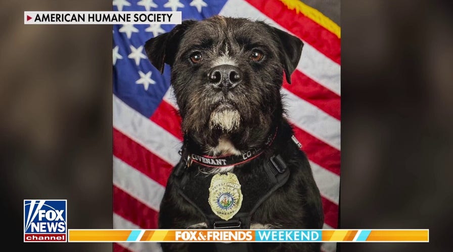 ‘Hero Dog’ honored for comforting Covenant School students