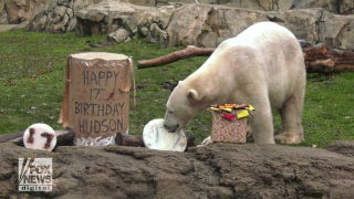 Polar bear at Illinois zoo has 'barrel of fun' for 17th birthday - Fox News