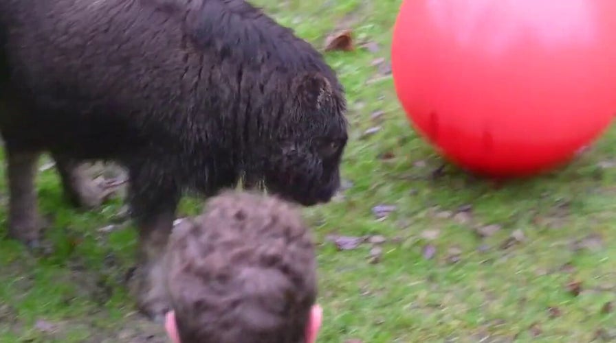 PLAY BALL! Tacoma Zoo muskox calf enjoys some fun playtime