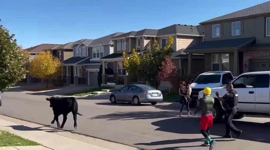 Colorado deputies chase runaway cow through neighborhood