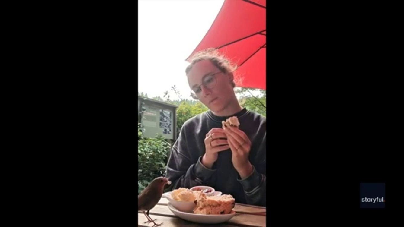 Hungry robin crashes outdoor brunch and helps itself to a sweet scone treat