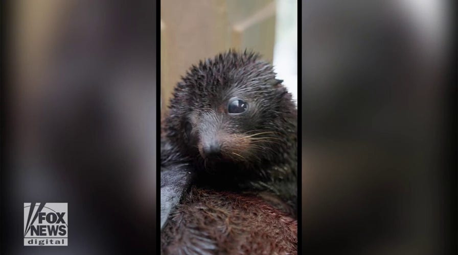 Baby seal pup makes its social media debut with a splash