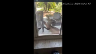 Large lizard walks up to a homeowner's window in Apopka, Florida - Fox News