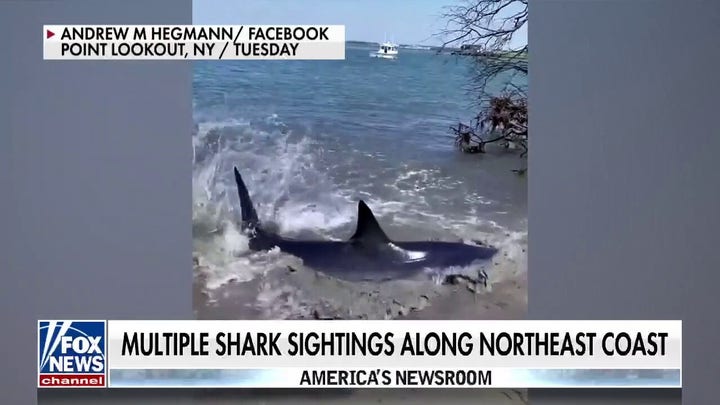 Multiple shark sightings reported along northeast US coast