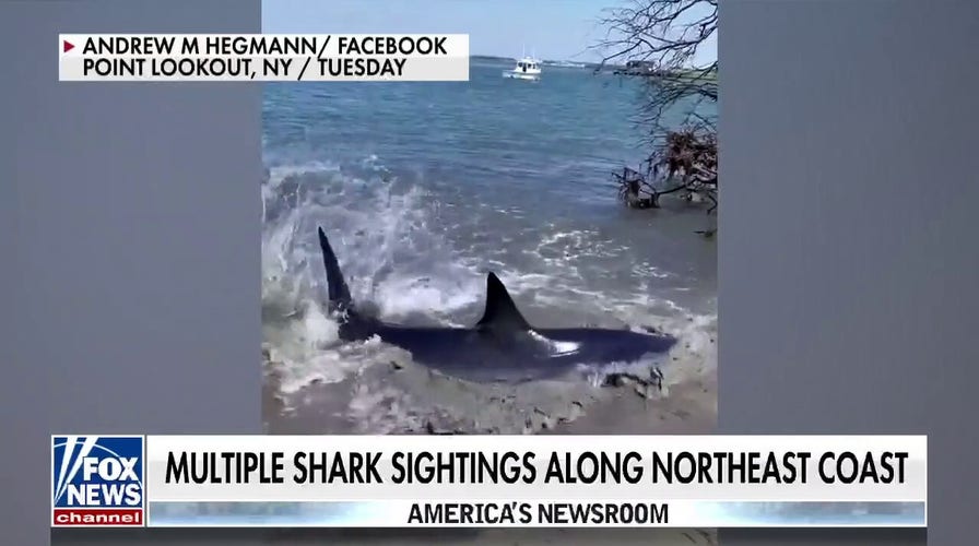 Jersey Shore fisherman has startling encounter with great white shark