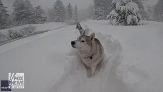 Siberian huskies power through thick snowfall in California - Fox News