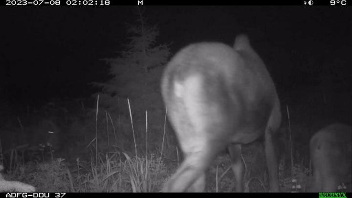 Alaska bear caught terrorizing moose and calf in 'rare' footage: video