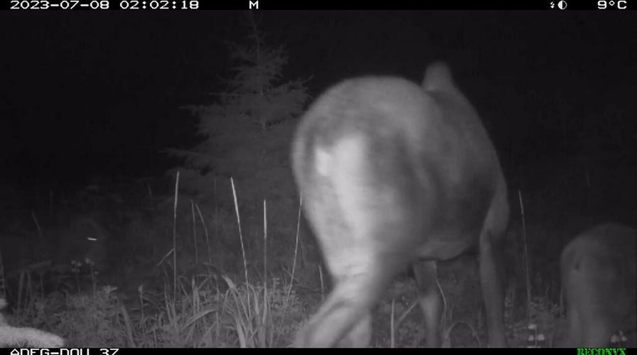 Alaska bear caught terrorizing moose and calf in 'rare' footage: video