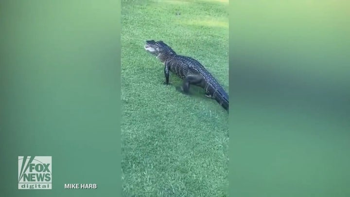 Alligator steals golf ball on Florida course