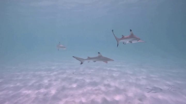 Sharks and tourists compete for space on popular destination beach