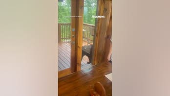 WATCH: Bear CAUGHT trying to break into cabin