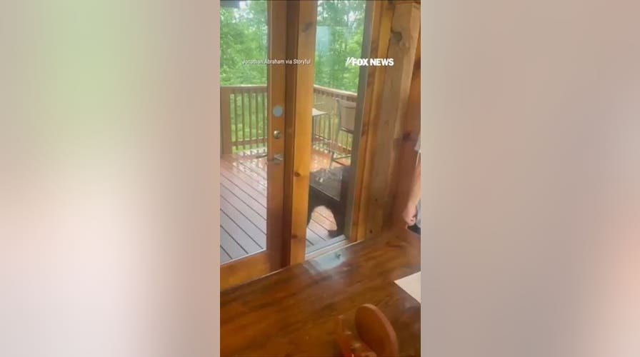 WATCH: Bear CAUGHT trying to break into cabin