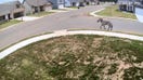 Tennessee suburb gets a wild visitor as a zebra is spotted sprinting down the street