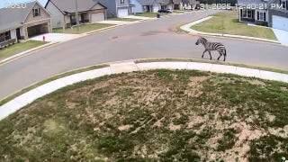 Tennessee suburb gets a wild visitor as a zebra is spotted sprinting down the street