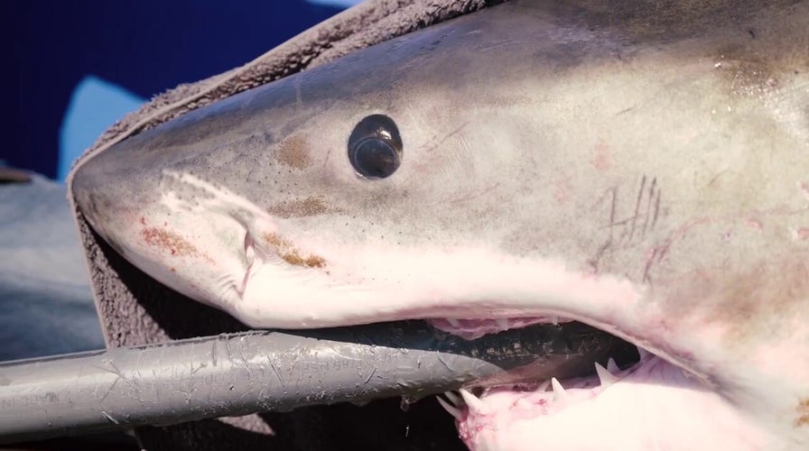 11-foot great white shark pings off Florida coast