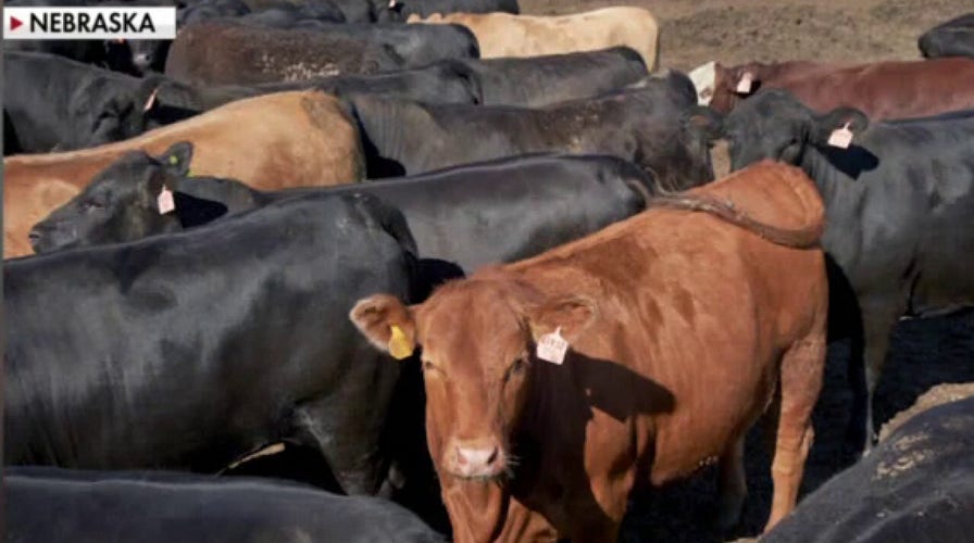 Gov. Ricketts pushes back against ‘radical’ animal rights activists for Colorado’s ‘Meat-Free Day’ 