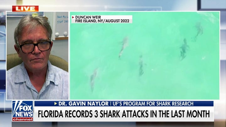 Spearfishing can increase probability of a shark attack: Dr. Gavin Naylor