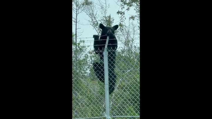 Black bear climbs over barbed-wire fence in just 24 seconds at Florida Air Force base