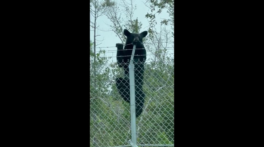 Bear caught on camera scaling Air Force base's barbed wire fence