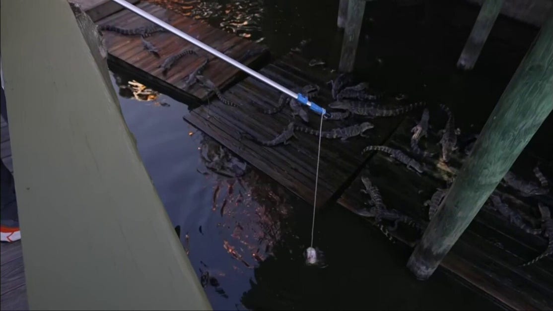 An exclusive look inside an alligator park