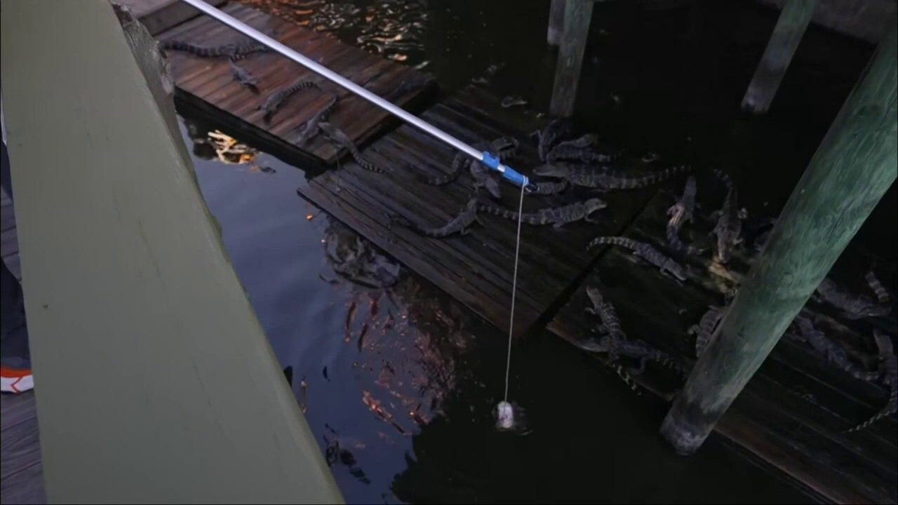 An exclusive look inside an alligator park