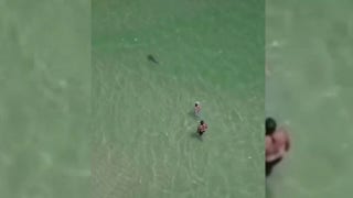 Drone footage shows shark circling man and small child at Alabama beach - Fox News