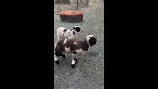 Baby lambs make debut at Central Park Zoo just weeks after being born - Fox News