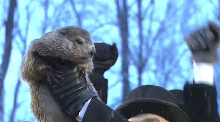 Groundhog Day: Punxsutawney Phil doesn't see his shadow, predicts an early spring